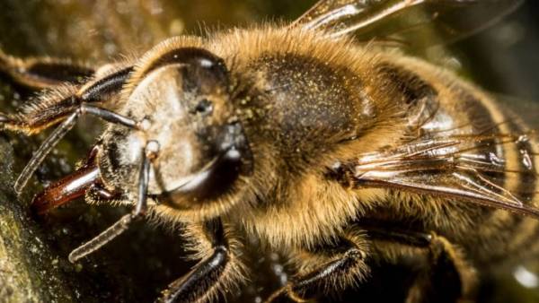 Οι μέλισσες μπορούν να κατανοήσουν το μηδέν! Μα είναι δυνατό;