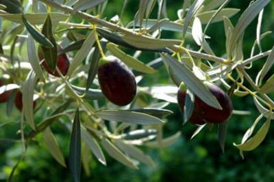 Η πρόκληση και η παραδοχή της ευθύνης για τον δάκο