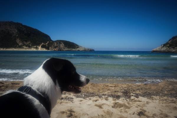 Το νομοθετικό πλαίσιο για την παρουσία σκύλων στην παραλία