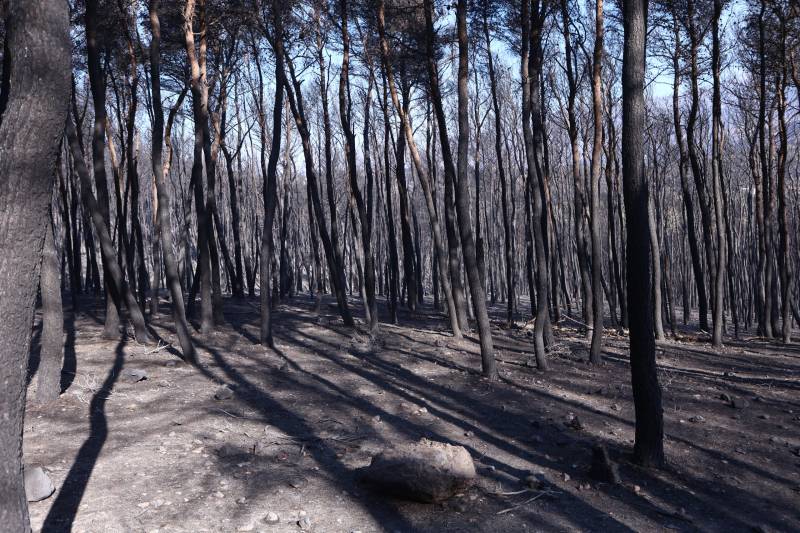 Δυτική Αττική: Πάνω από 480.000 στρέμματα έγιναν στάχτη τα τελευταία 9 χρόνια