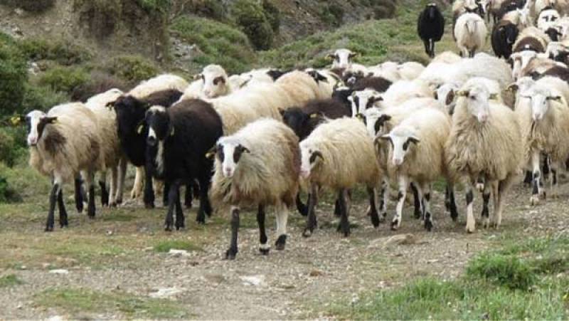 ΔΑΟΚ Τριφυλίας: Οδηγίες σε κτηνοτρόφους για προφύλαξη από φυσικές καταστροφές