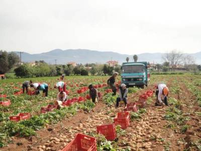 Θετικές προοπτικές για τις πατάτες