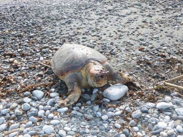 Χελώνα ξεβράστηκε νεκρή στον Κορδία (βίντεο)