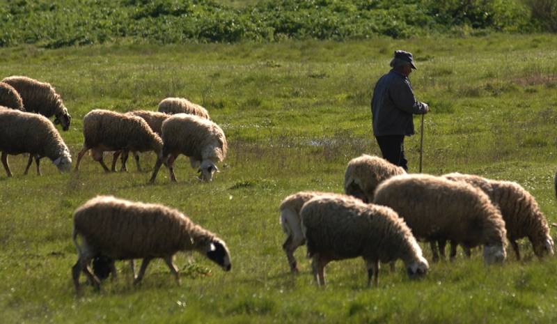 Δραματικός επίλογος ενός τσοπάνη ή το Ρέκβιεμ της κτηνοτροφίας