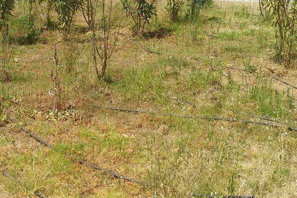 Μειοδότης για καθαρισμό αυτοφυούς βλάστησης σε ελεύθερους χώρους της Καλαμάτας