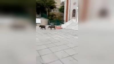 Τα αγριογούρουνα έφτασαν στο κέντρο της Θεσσαλονίκης (βίντεο)