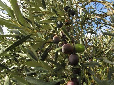 Παράταση προθεσμίας για τη μεταβίβαση δικαιωμάτων 2017