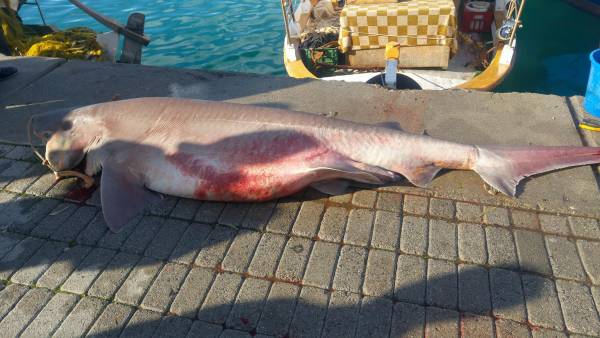 Ψάρεψαν καρχαριοειδές 2 μετρων και 100 κιλών στον Μεσσηνιακό κόλπο! (Φωτογραφίες)