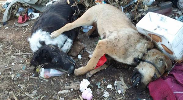 Βασάνισαν και σκότωσαν σκυλιά στη χωματερή της Μεσσήνης