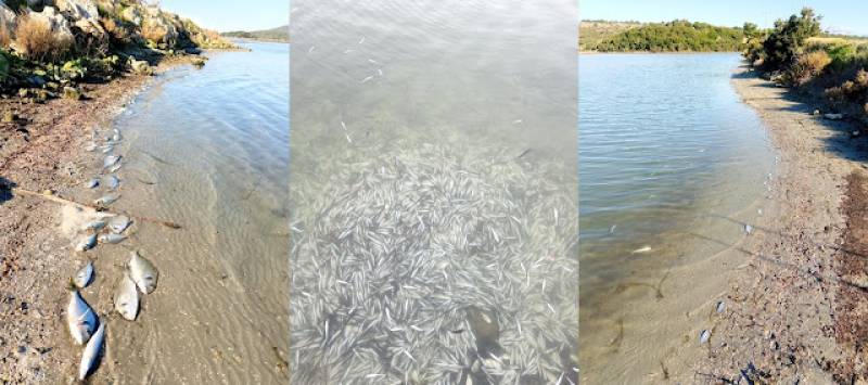 Ηγουμενίτσα: 370.000 ψάρια πέθαναν από το κρύο στη λιμνοθάλασσα Δρεπάνου (βίντεο)