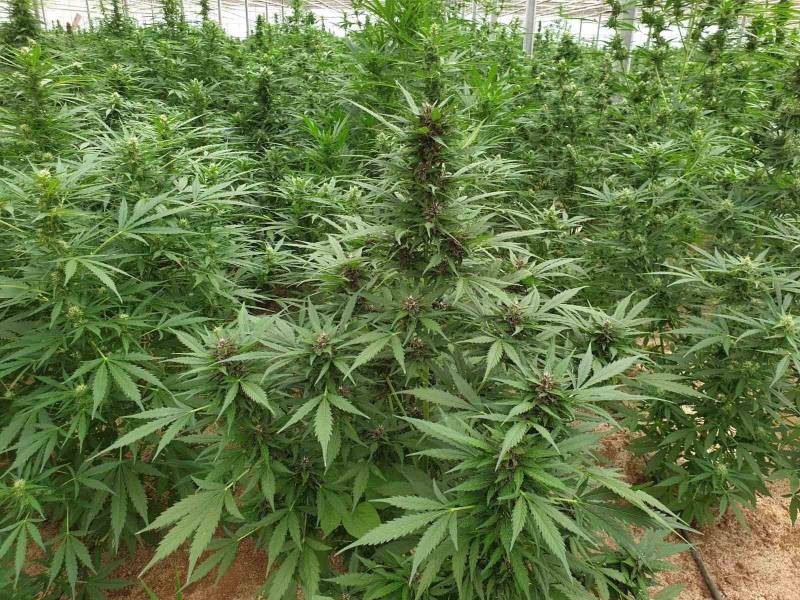 Χασισοφυτεία με πάνω από 1.500 δενδρύλλια στη Φοινικούντα!