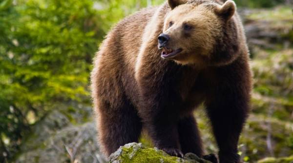 Τρίκαλα: Αρκούδα κατασπάραξε κατσίκα σε αυλή σπιτιού!