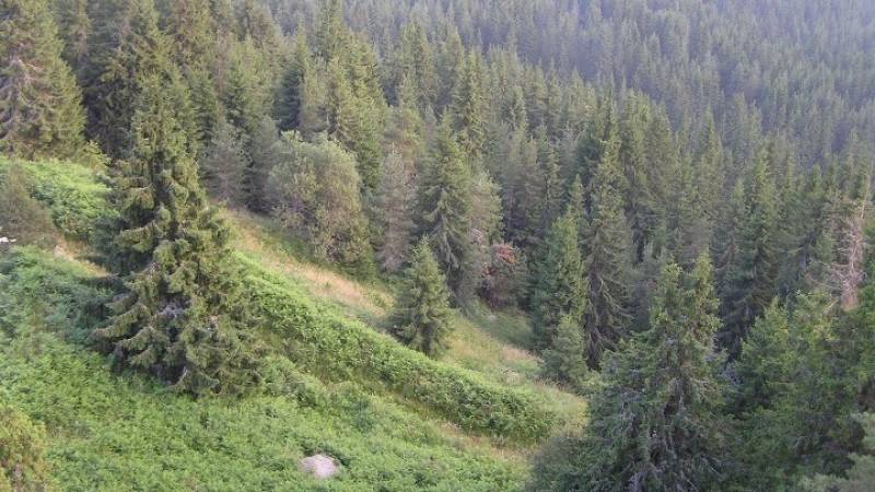 Προδιαγεγραμμένη καύση: Το νέο μοντέλο πρόληψης πυρκαγιών και διαχείρισης της καύσιμης ύλης - Πώς θα εφαρμοστεί