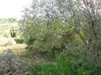 Προβλήματα με την ανάρτηση των δασικών χαρτών επισημαίνει το ΤΕΕ Πελοποννήσου