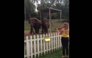 Δείτε πως αντιδρούν οι ελέφαντες όταν μια κοπέλα τους παίζει βιολί