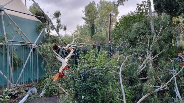 Καλαμάτα: Μεγάλο δένδρο έπεσε στην Τέντα (φωτογραφίες)