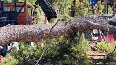 Δράμα: Πτώσεις δέντρων από τους ισχυρούς ανέμους - 41 κλήσεις στην Πυροσβεστική