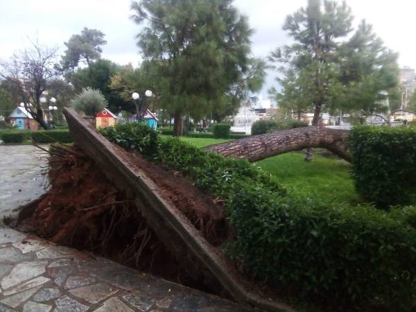 Έπεσαν μεγάλα δένδρα στο Πάρκο της Μεσσήνης (φωτογραφίες)