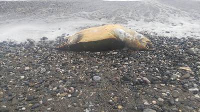 Νεκρή καρέτα-καρέτα στην παραλία Καλαμάτας