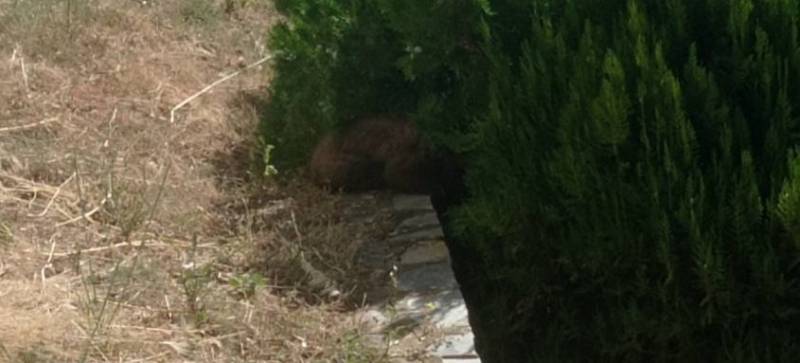 Καστοριά: Αρκουδάκι απεγκλωβίστηκε από προαύλιο χώρο ξενοδοχείου