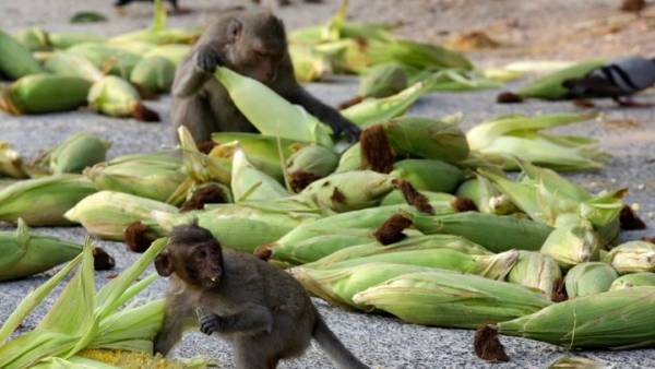 Κινέζοι επιστήμονες κλωνοποίησαν γενετικά τροποποιημένες μαϊμούδες