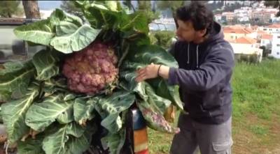 Κουνουπίδι - γίγας στην Καλλιθέα Πυλίας (βίντεο)