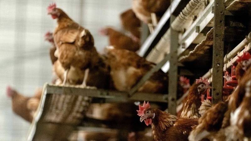 Ολλανδία: 216.000 πουλερικά θα θανατωθούν μετά τον εντοπισμό γρίπης των πτηνών