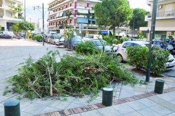 Συζήτηση στην Επιτροπή Ποιότητας Ζωής: Κόβονται 117 δέντρα στην Καλαμάτα