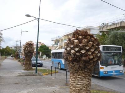 Εξαπλώνεται στη Ναυαρίνου το κόκκινο σκαθάρι