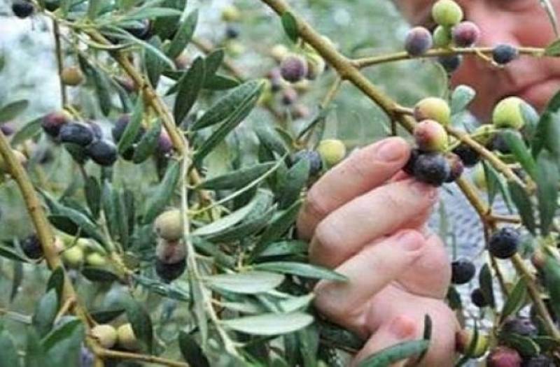 Διαμαρτυρίες παραγωγών για την καθυστέρηση των ψεκασμών: Εντονη ανησυχία για τη δακοκτονία
