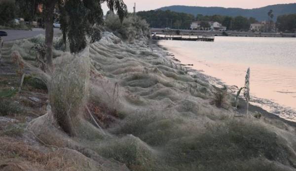 Τεράστιος ιστός αράχνης &quot;κατάπιε&quot; 300 μέτρα βλάστησης στο Αιτωλικό