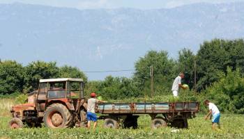 Ξεκινά το Σαββατοκύριακο η συγκομιδή καρπουζιού