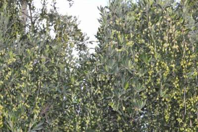 Δυτική Μάνη: Κόντρες και ψηφίσματα για την καταστροφή από τον δάκο