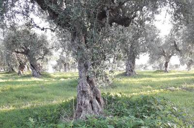 Ο Αγροτικός Σύλλογος Γαργαλιάνων για ενίσχυση ελαιοπαραγωγών