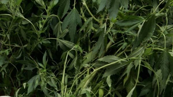 Εξαρθρώθηκε εγκληματική οργάνωση που καλλιεργούσε μεγάλο αριθμό δενδρυλλίων κάνναβης σε βίλα στην Αττική