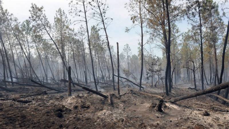 Χιλιάδες στρέμματα βλάστησης απανθρακώθηκαν από τις πυρκαγιές στη Γαλλία