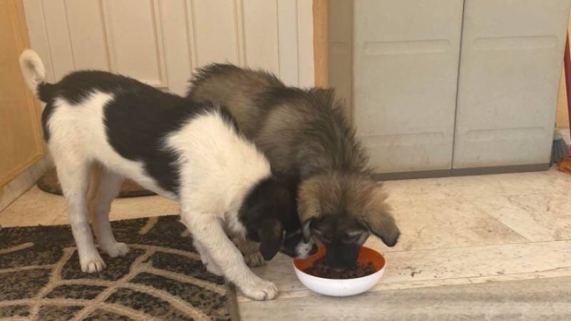 Εγκατέλειψε κουτάβια στην Ασπροβάλτα – Πρόστιμα ύψους 65.000 ευρώ σε 62χρονο