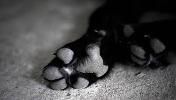Ηράκλειο: Κρατούσε 38 σκυλιά υπό ακατάλληλες συνθήκες