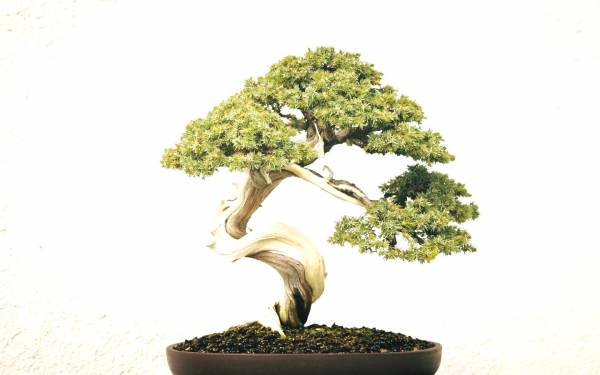 Η ομορφιά της δημοκρατίας bonsai