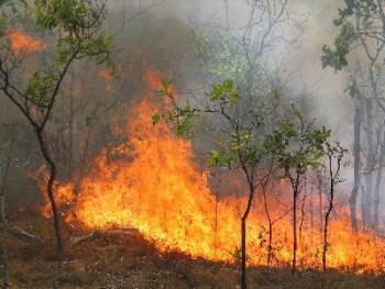 Ανεμοι και βλάστηση δυνάμωσαν τη φωτιά που έκαψε τα 150 στρ. στο Πλατύ