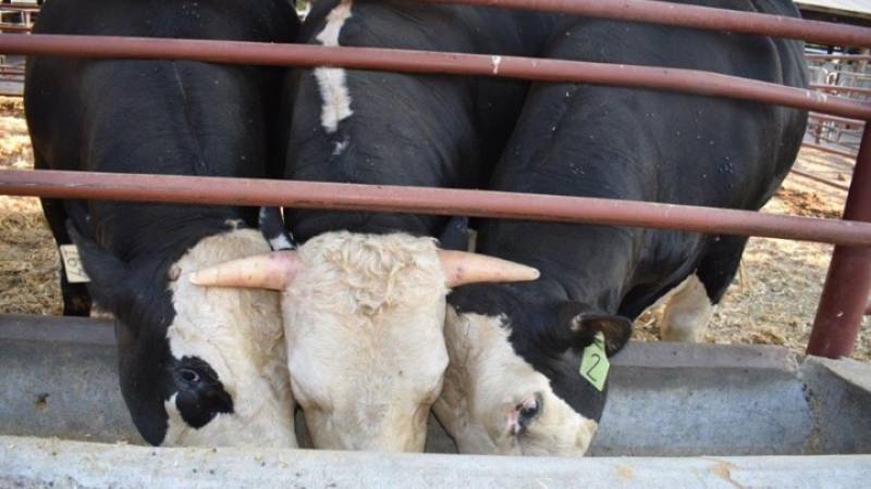 Γενετικά τροποποιημένοι ταύροι χωρίς κέρατα δημιουργήθηκαν στις ΗΠΑ