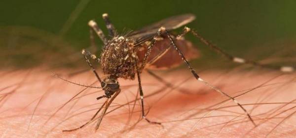 Ξεκίνησε η φετινή μάχη κατά των κουνουπιών στην Πελοπόννησο