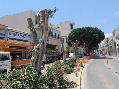 Καλαμάτα: Κόπηκαν δέντρα για την ανάπλαση της 23ης Μαρτίου - Μετακίνηση αγαλμάτων (βίντεο)