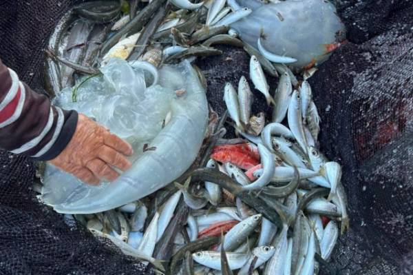 Ρόδος: Εντοπίστηκε σπάνιο είδος μέδουσας από την Ερυθρά Θάλασσα