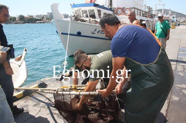 Χαλκίδα: Έσωσαν αγριογούρουνο στη θάλασσα (Βίντεο)