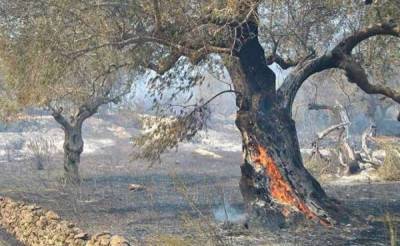 Πελοπόννησος: 15 εκ. ευρώ για οδικά έργα στα πυρόπληκτα