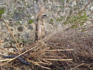 Κρέμασαν σκύλο στα Γιαννιτσάνικα (σκληρές φωτογραφίες)