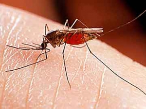 Ενημέρωση στο Δήμο Ευρώτα για πρόληψη της ελονοσίας 