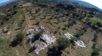 Κίνδυνος για εξάπλωση του Xylella στην Ελλάδα - Εφιαλτικό σενάριο για τους ελαιώνες