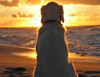 Δωρεάν εντοπισμός χαμένων κατοικιδίων